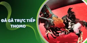 Đá gà trực tiếp Thomo